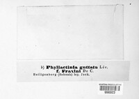 Phyllactinia guttata image